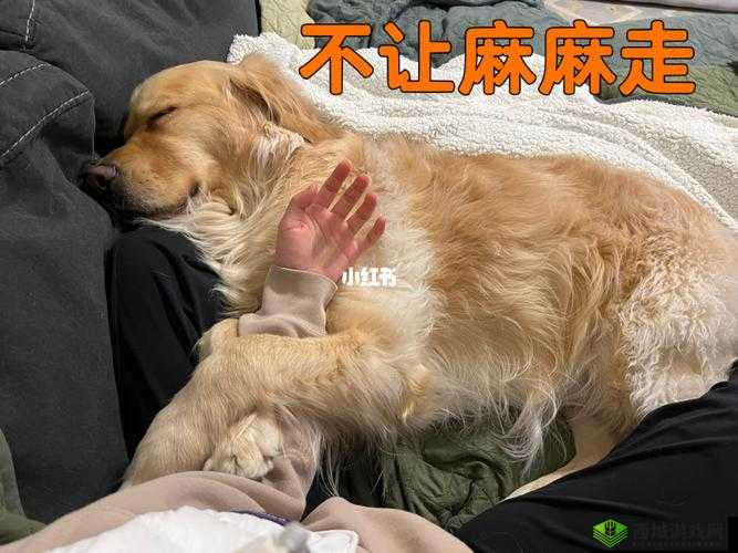 我和我家大金毛卡住后怎么自救之方法探讨