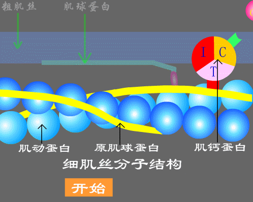 下边一阵一阵收缩怎么回事啊：医学专家解答