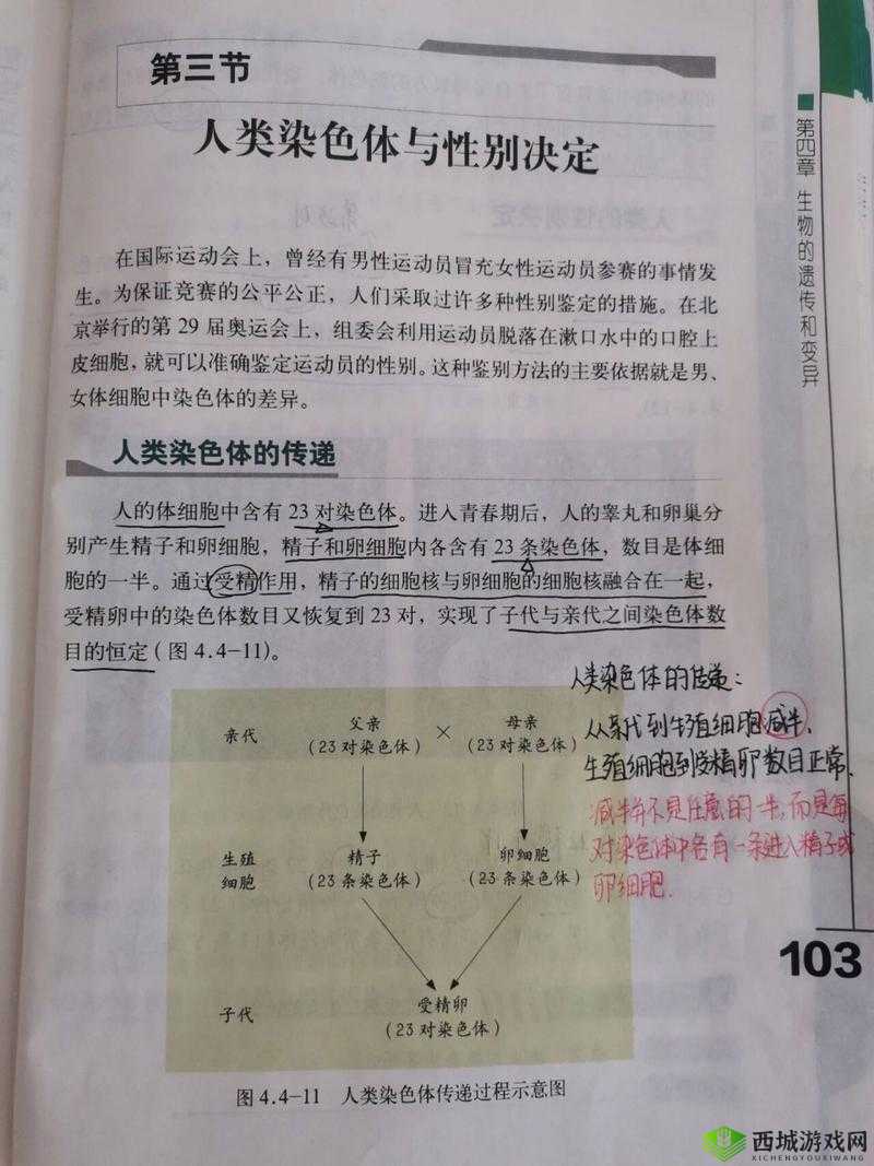 亚洲人与欧洲人染色体的区别：探究遗传差异的关键所在