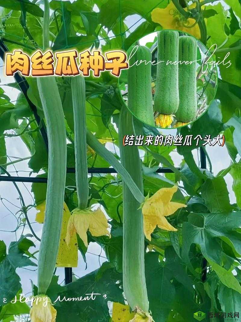 小猪草莓丝瓜深夜释放自己：探究人类情感与欲望的私密领域