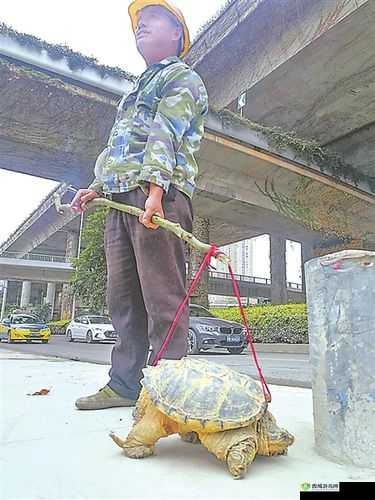 一只民工的大头龟：它的故事和背后的人性