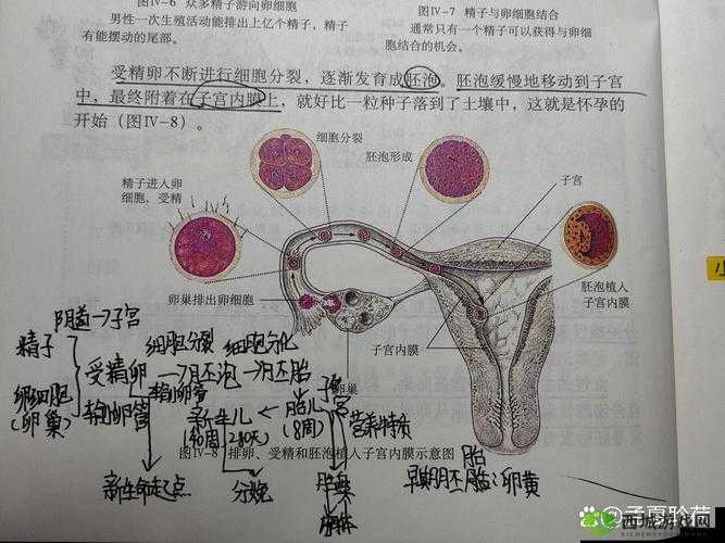 生物课老师以自身繁衍例子进行教学讲解