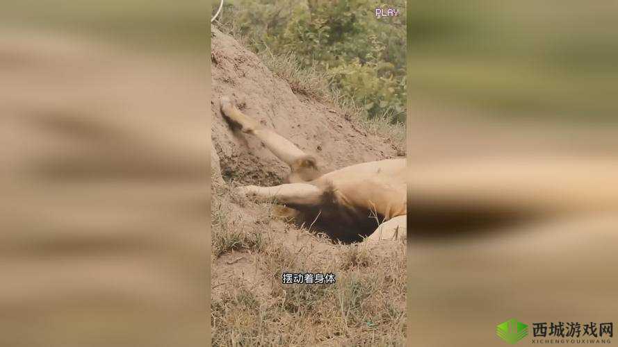 欧美性猛交 XXXX 乱大交蜜桃：探索人类最原始的欲望