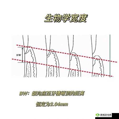 老 BWBWBWBWBW 最简单回答：关于它的详细解读与探讨