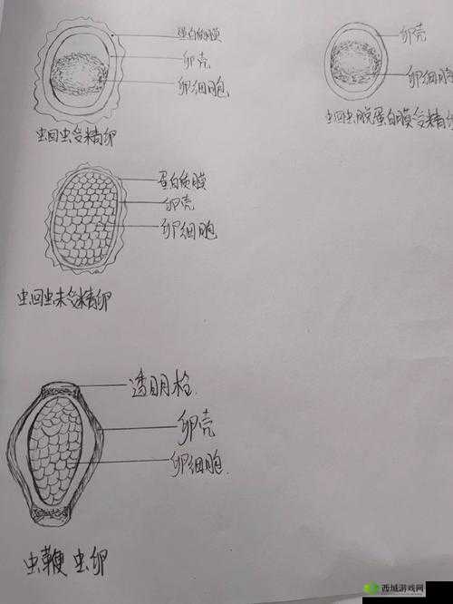 虫子产卵工具：人类竟沦为其特殊存在载体