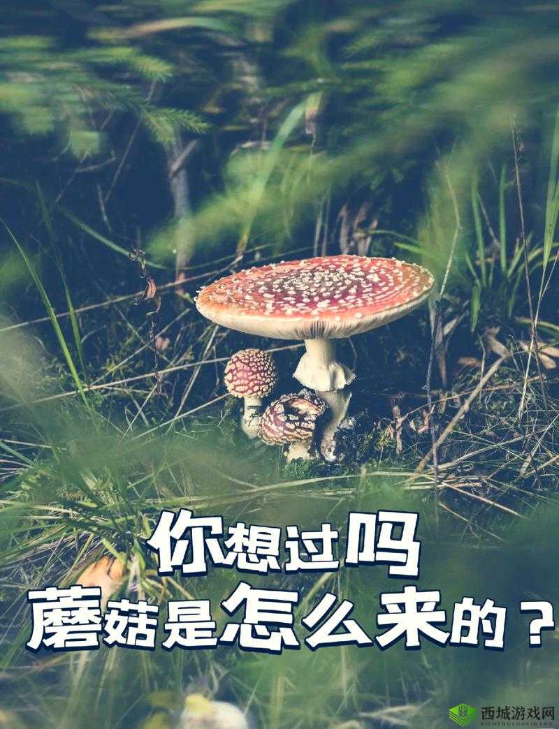 x9x9x9 任意槽 108 蘑菇 ：探索其独特的奥秘与魅力