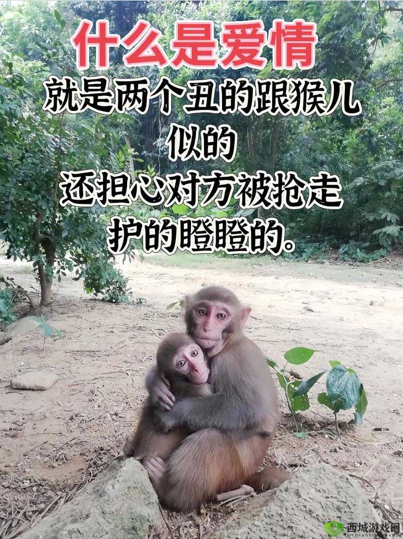 两只猴子可以成为夫妻吗：探究动物界的情感关系可能性