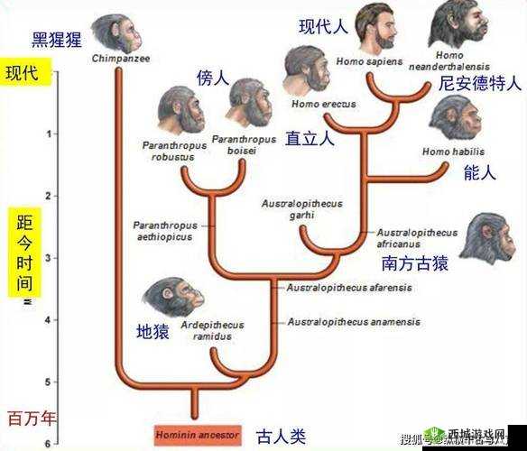 非洲人性功能强大究竟与哪些因素相关？探秘背后原因大揭秘或者：非洲人性功能强大的原因何在？深度剖析其相关因素有哪些或者：为何说非洲人性功能强大？其与哪些方面存在密切关联？