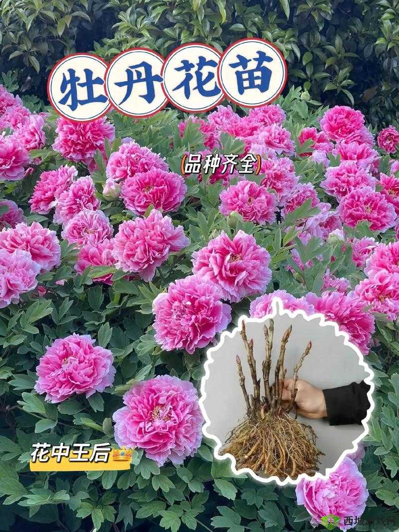 烟雨江湖牡丹花获取攻略，如何找到并采摘这朵神秘之花？